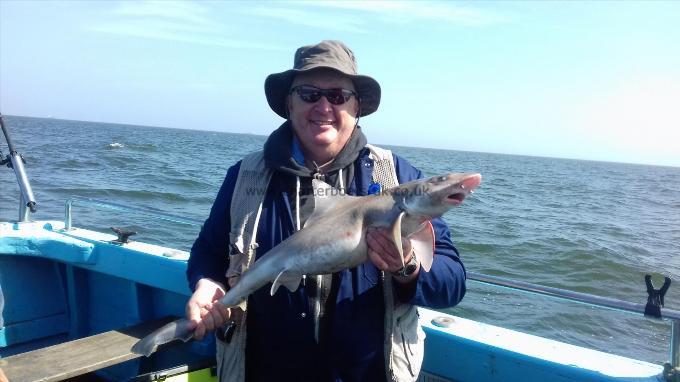 7 lb Smooth-hound (Common) by Peter