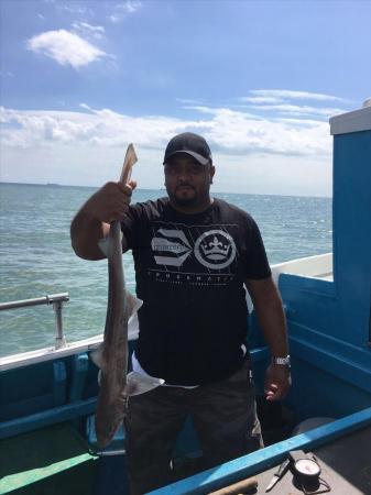 9 lb Smooth-hound by Alloysius Bloomfield