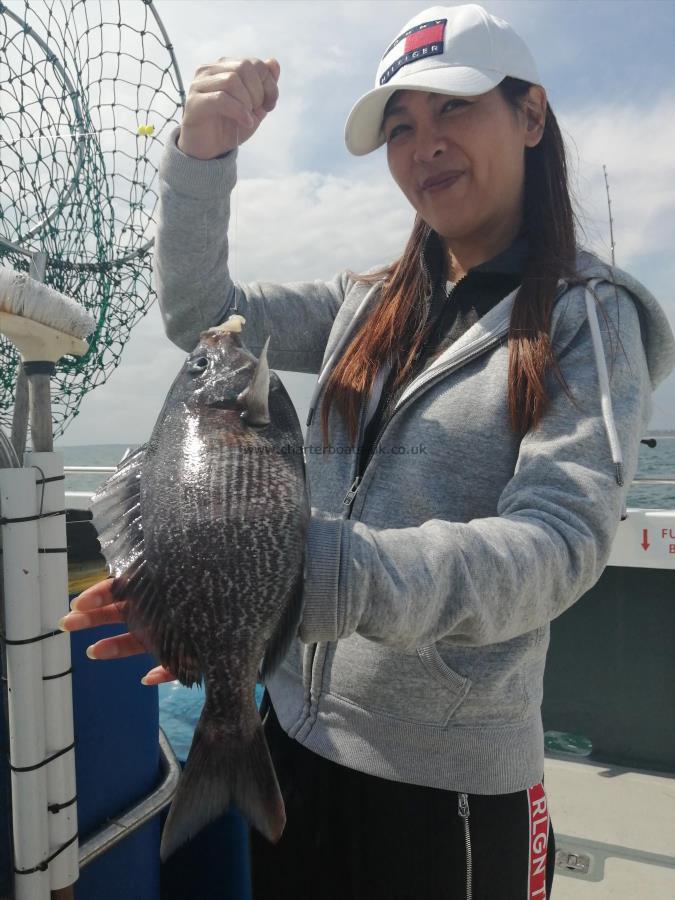 2 lb 6 oz Black Sea Bream by Unknown