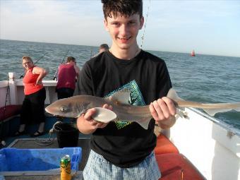 4 lb Smooth-hound (Common) by Daniel