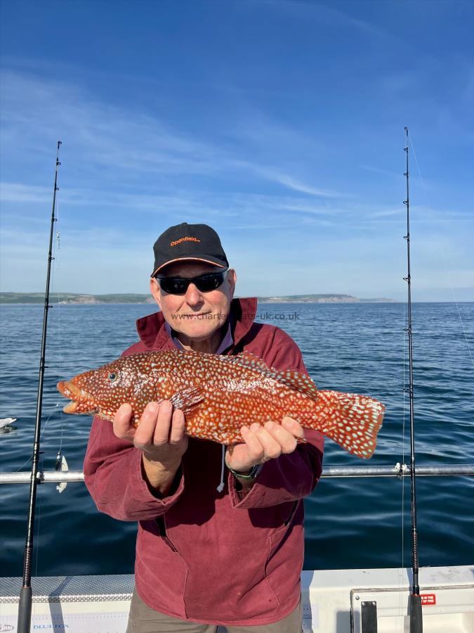 4 lb 2 oz Ballan Wrasse by Martin Novo