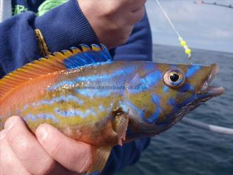 1 lb Cuckoo Wrasse by Unknown