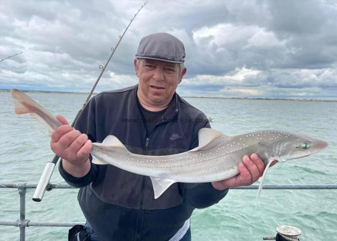 6 lb Starry Smooth-hound by Unknown