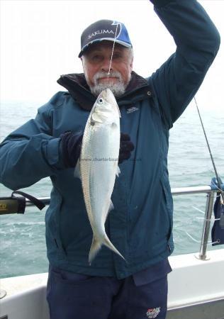 2 lb 4 oz Allis Shad by Ian Youngs