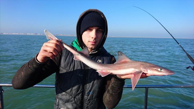 4 lb 2 oz Smooth-hound by Dan from Kent