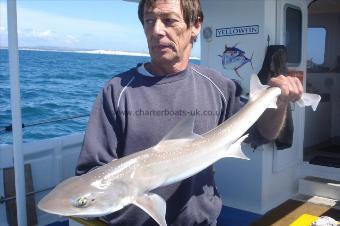 10 lb Starry Smooth-hound by Mick