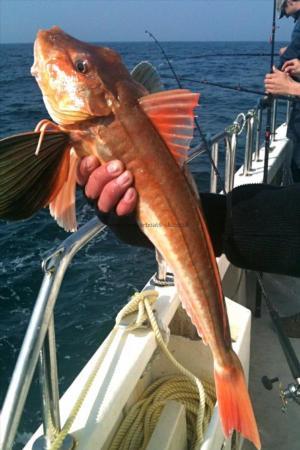 4 lb 2 oz Tub Gurnard by Unknown