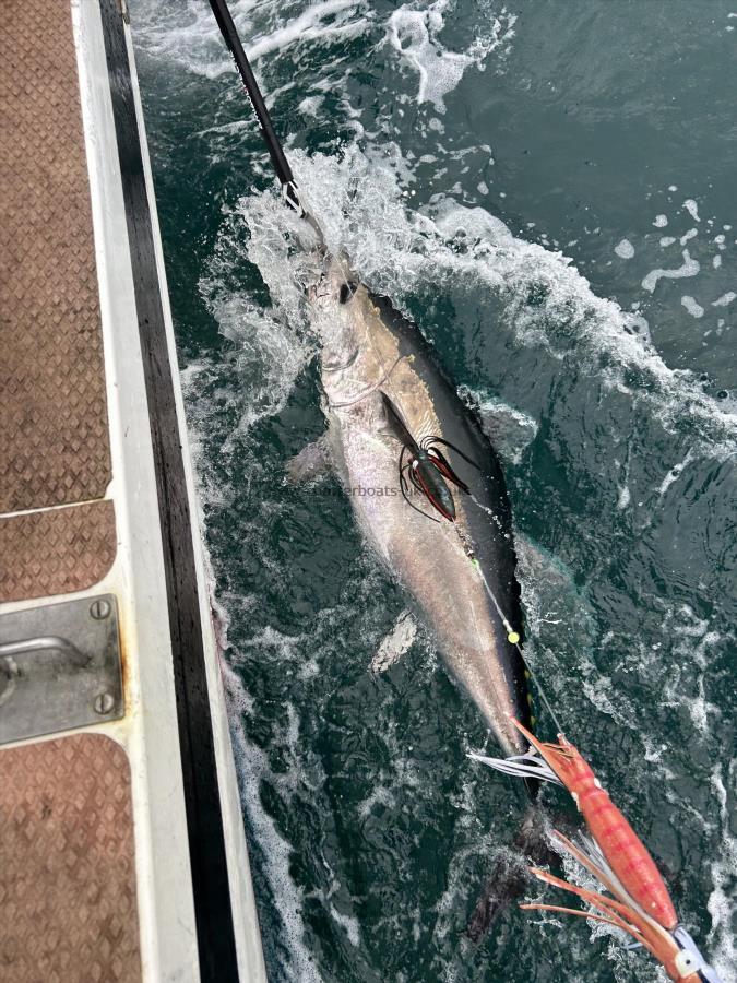 170 lb Bluefin Tuna by Unknown