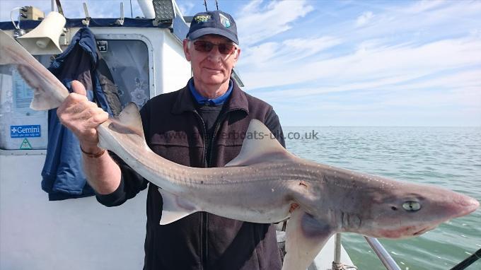 11 lb 2 oz Smooth-hound (Common) by Roger from Canterbury