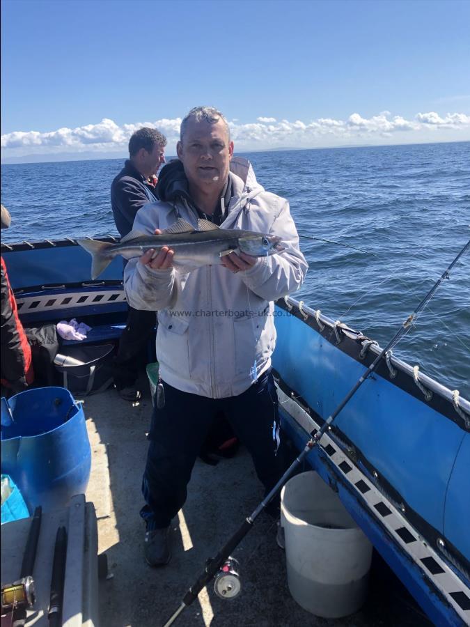 3 lb 4 oz Coalfish (Coley/Saithe) by Unknown