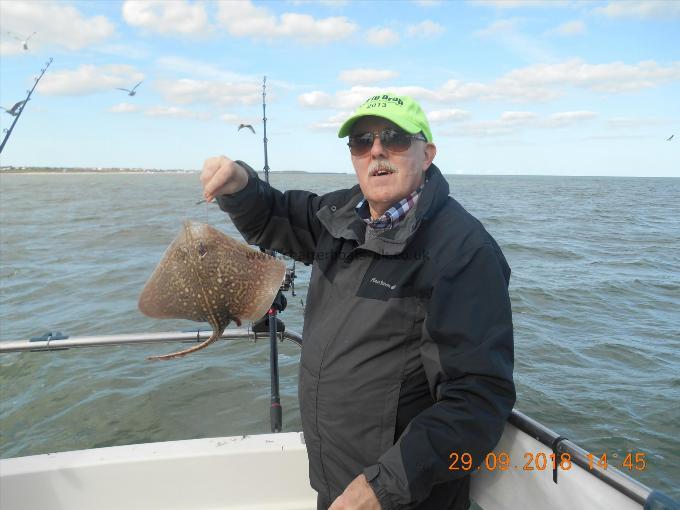 3 lb Thornback Ray by Bud