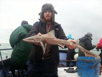 6 lb Starry Smooth-hound by Callum