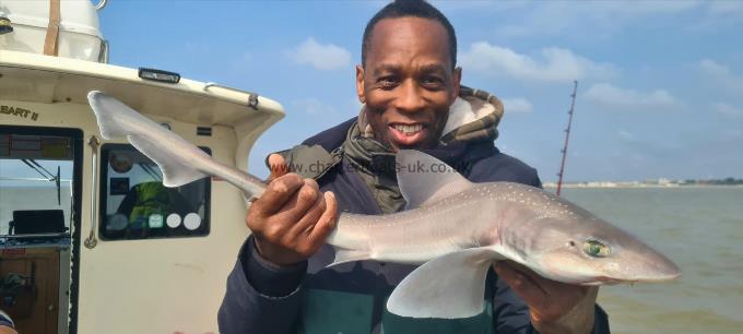 4 lb Starry Smooth-hound by Trevor