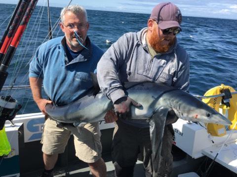 55 lb Blue Shark by Matthew