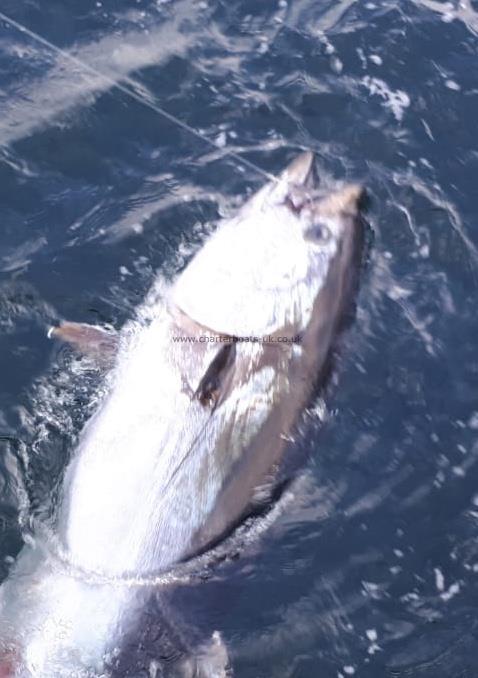 300 lb Bluefin Tuna by Unknown