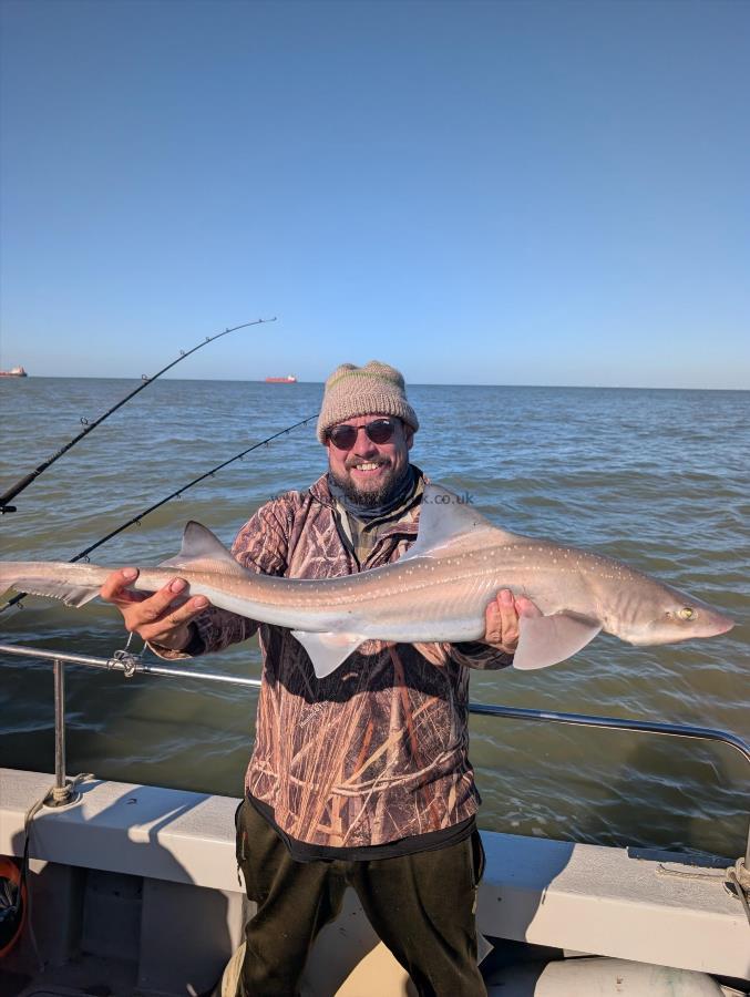 8 lb Starry Smooth-hound by Tom