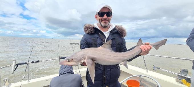 12 lb 7 oz Starry Smooth-hound by Gary