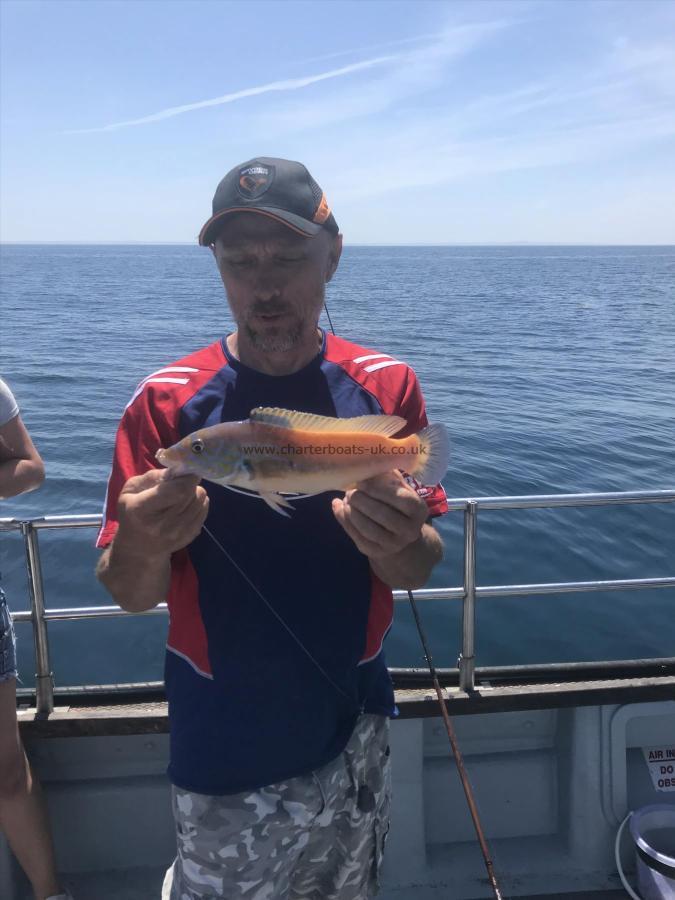 12 oz Cuckoo Wrasse by Brian