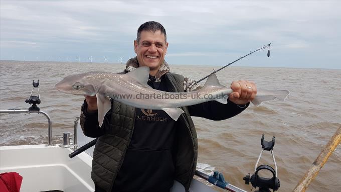 6 lb Starry Smooth-hound by john