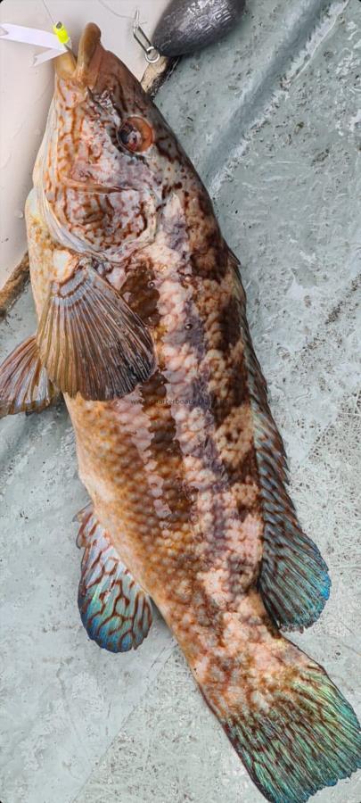 3 lb Ballan Wrasse by Unknown