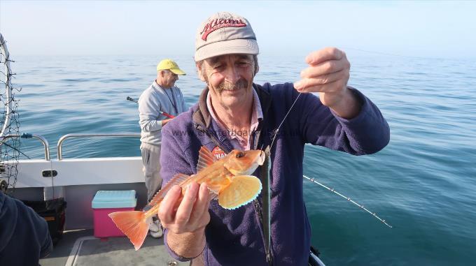 1 lb Tub Gurnard by Phil