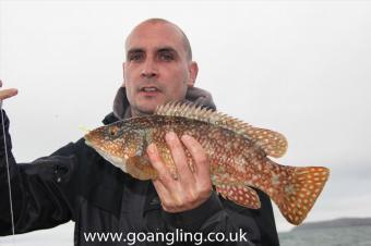 2 lb Ballan Wrasse by Pete