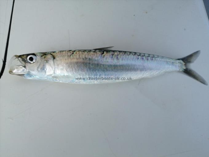 4 oz Herring by Unknown