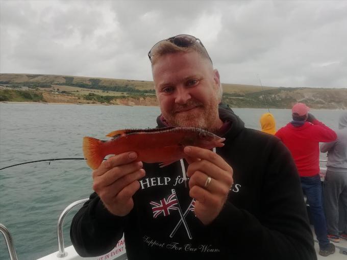 1 lb Cuckoo Wrasse by Andy