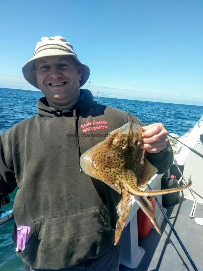 1 lb 9 oz Spotted Ray by Unknown