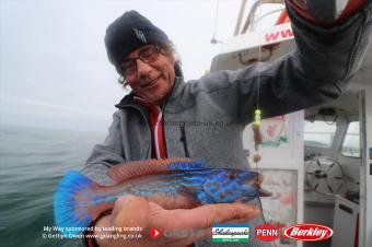 1 lb Cuckoo Wrasse by Mick