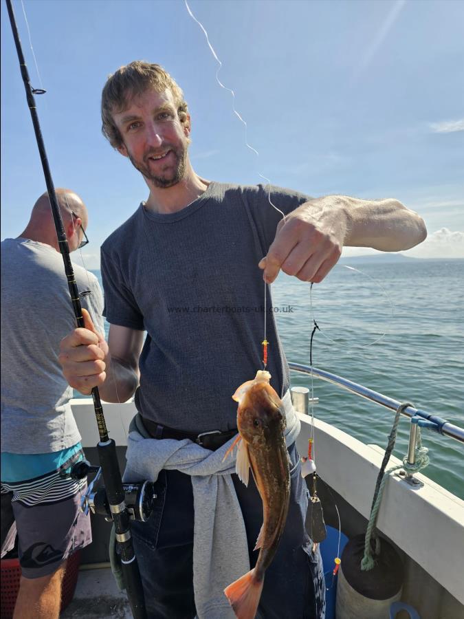 2 lb Tub Gurnard by Unknown