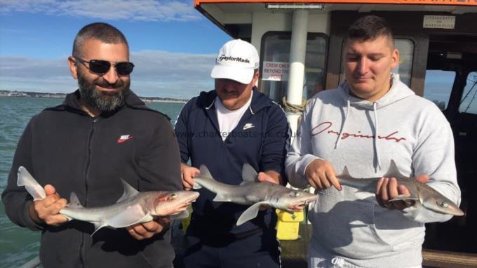 3 lb Smooth-hound (Common) by Unknown