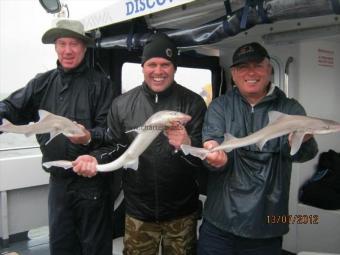 6 lb Starry Smooth-hound by Unknown