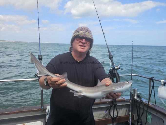 5 lb 2 oz Smooth-hound by Unknown