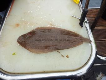 1 lb 8 oz Dover Sole by unknown