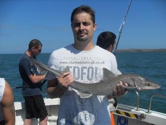 8 lb Starry Smooth-hound by Unknown