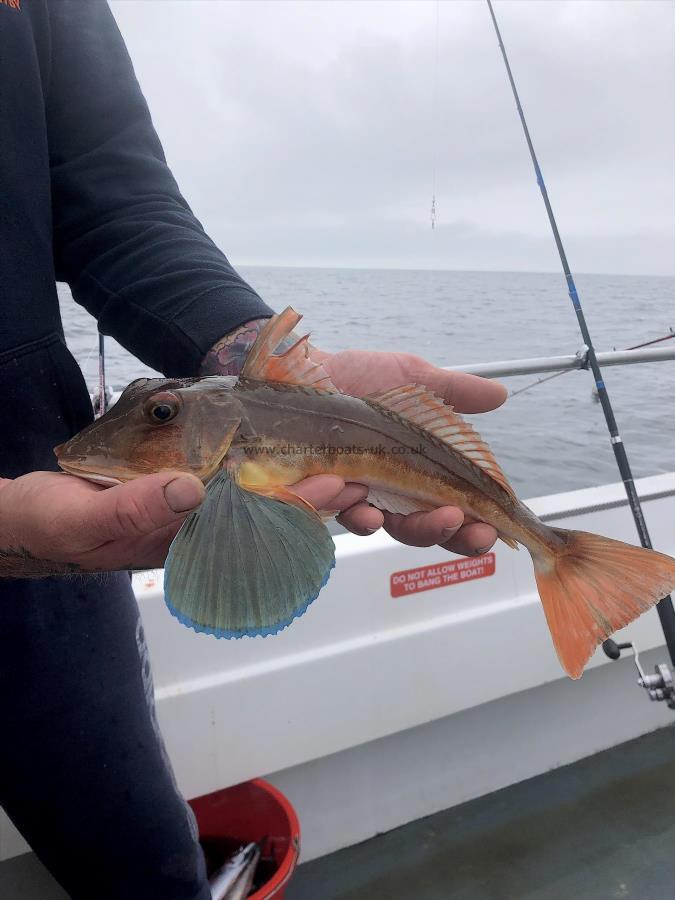 1 lb 4 oz Tub Gurnard by Andy Savage (Skipper)