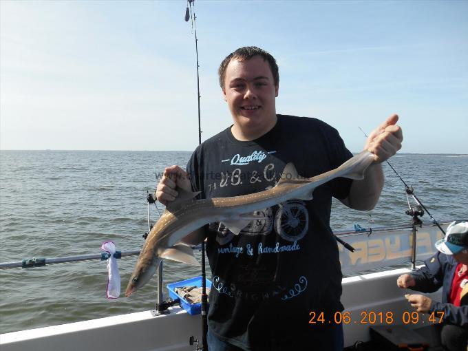 4 lb Starry Smooth-hound by Albert