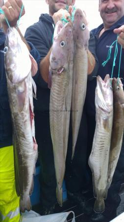 5 Kg Ling by a winning fish , fishing week