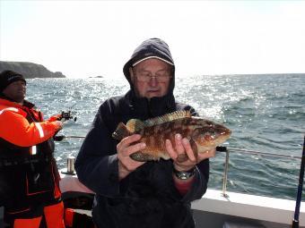 3 lb Ballan Wrasse by Luke Rees