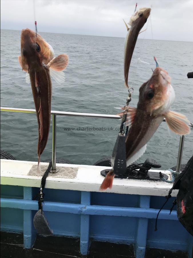 1 lb Red Gurnard by 2 gurnard caught at same time