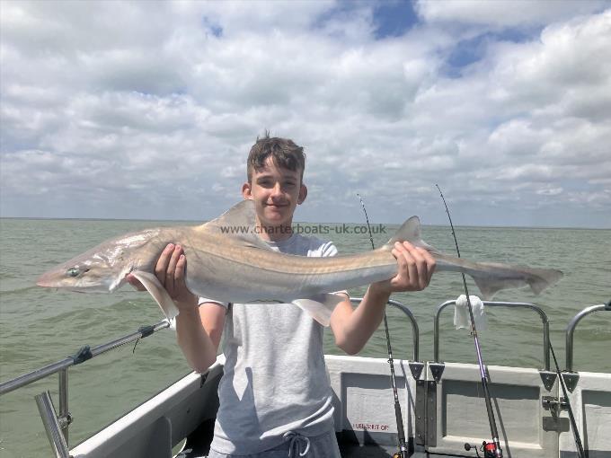 13 lb Smooth-hound by Jack