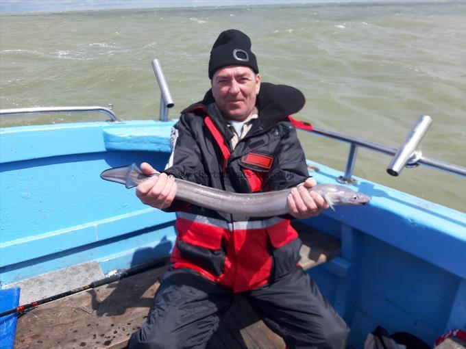 4 lb Conger Eel by Paul