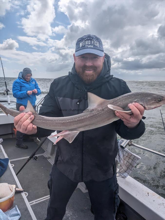 8 lb Starry Smooth-hound by Wayne