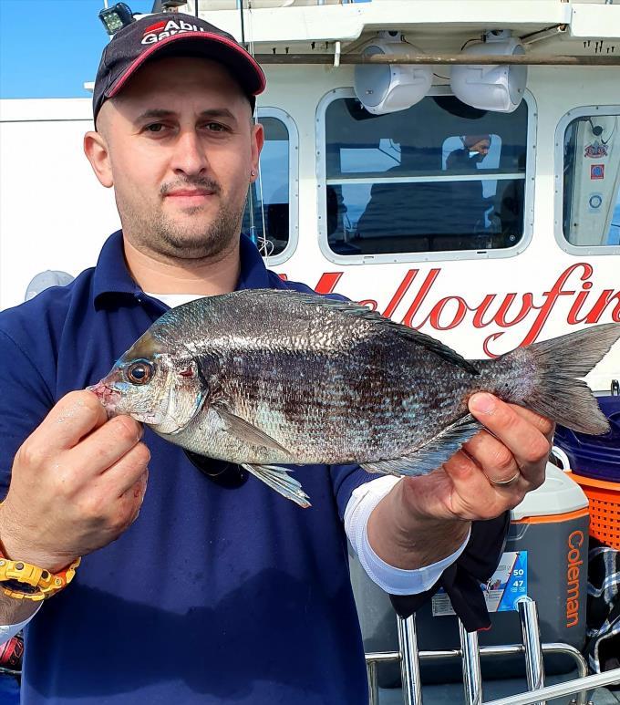 2 lb Black Sea Bream by Misa