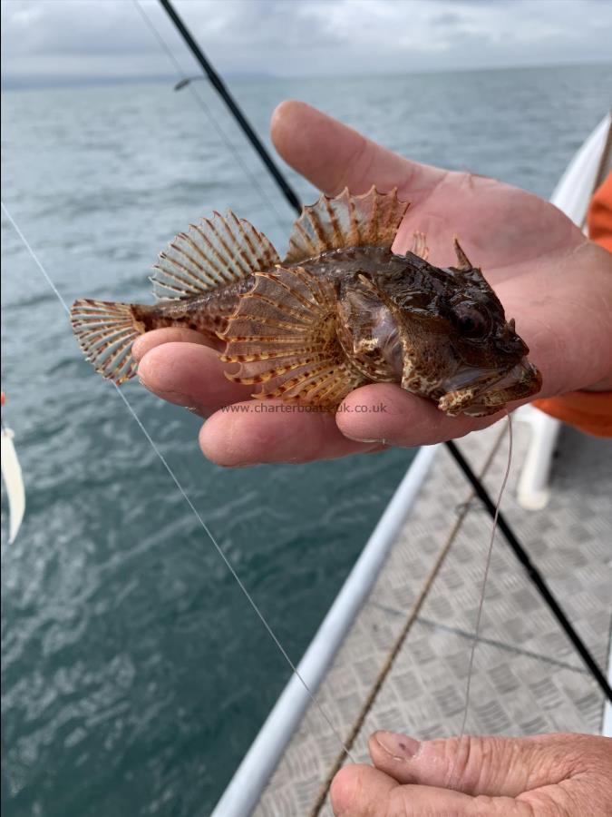 2 oz Long-spined Sea Scorpion by Bob