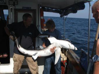 80 lb Blue Shark by Unknown