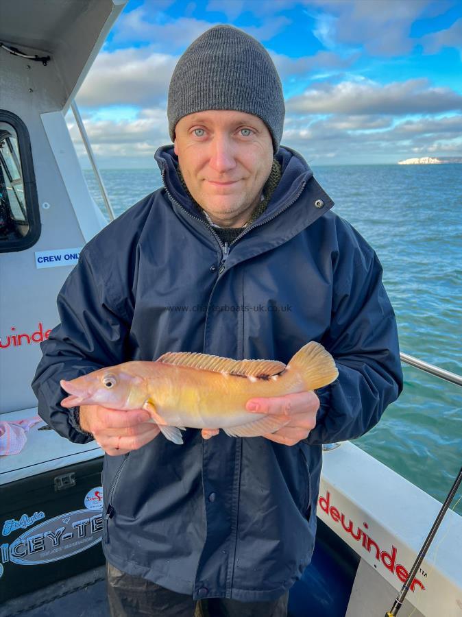 1 lb 6 oz Cuckoo Wrasse by Richard