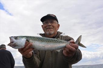 2 lb Mackerel by Stephen Wake