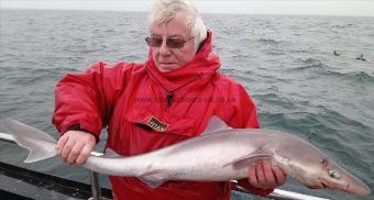 15 lb 8 oz Spurdog by troon alan